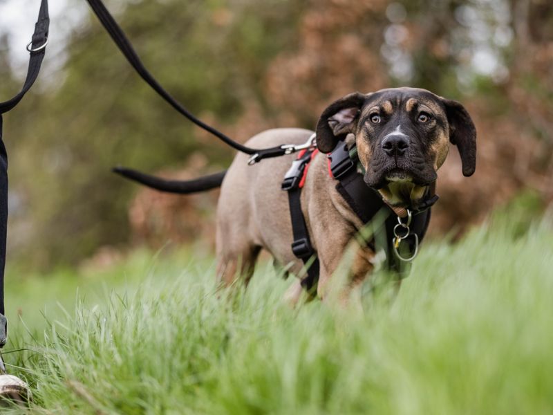 Puppy first hot sale walk on leash